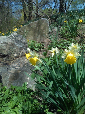 daffodils